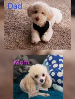 White Girl, a male Maltipoo for sale in Fresno, CA – Photo 2 of 2