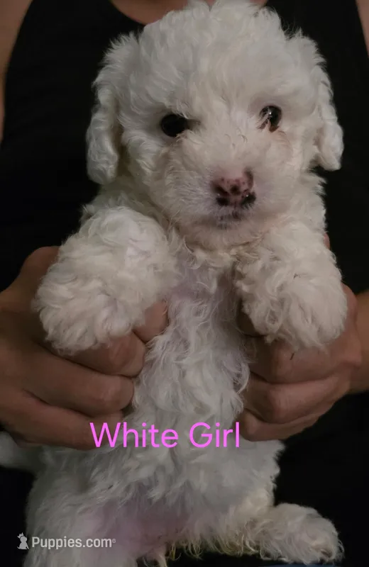 White Girl – Maltipoo puppy for sale in Fresno, CA