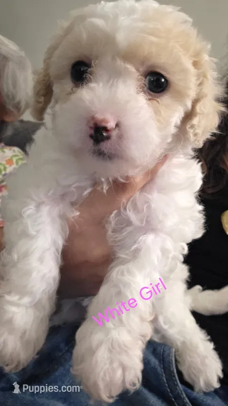 Girl puppy 2 – Maltipoo puppy for sale in Fresno, CA