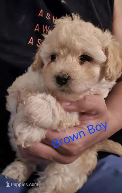 Brown Boy# 2 – Maltipoo puppy for sale in Fresno, CA