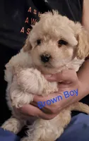 Brown Boy# 2, a male Maltipoo for sale in Fresno, CA – Photo 1 of 2