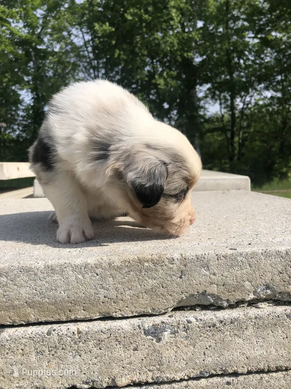 Duffy – Miniature American Shepherd puppy for sale in Thorndike, ME