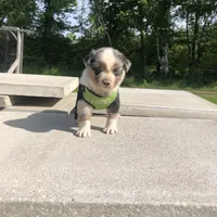 Ranger, a male Miniature American Shepherd for sale in Thorndike, ME – 2 of 4