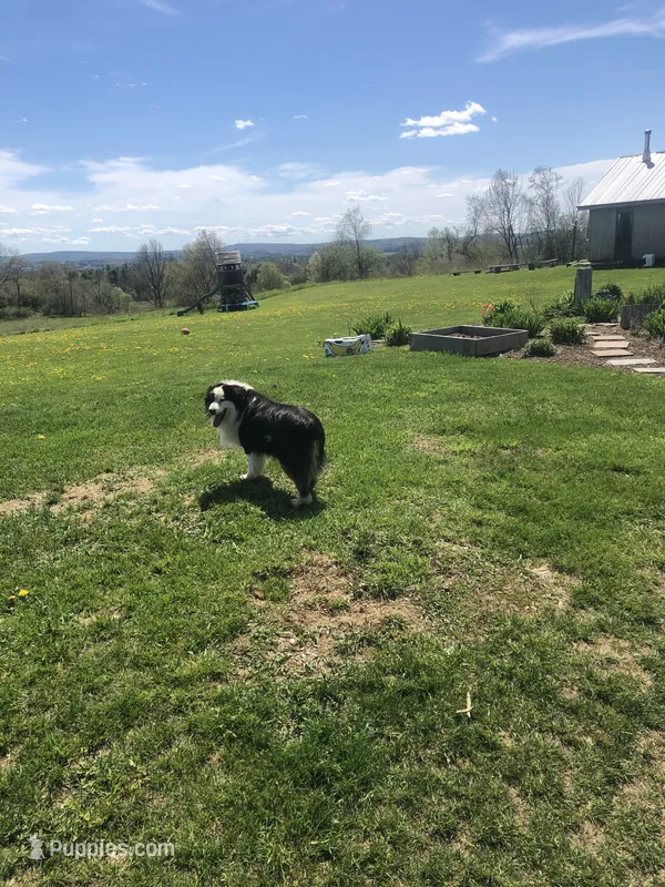 Sherman  – Miniature American Shepherd puppy for sale in Thorndike, ME