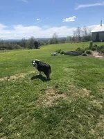 Sherman , a male Miniature American Shepherd for sale in Thorndike, ME – 1 of 3