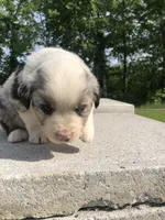 Duffy, a male Miniature American Shepherd for sale in Thorndike, ME – 4 of 4