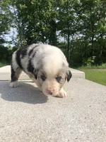 Duffy, a male Miniature American Shepherd for sale in Thorndike, ME – 2 of 4