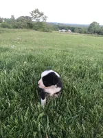 Tupac, a female Miniature American Shepherd for sale in Thorndike, ME – 2 of 3