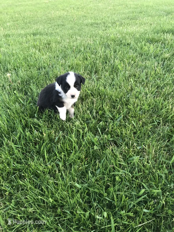 Rupa – Miniature American Shepherd puppy for sale in Thorndike, ME