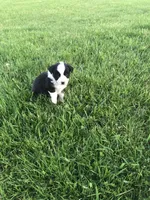Tupac, a female Miniature American Shepherd for sale in Thorndike, ME – 3 of 3