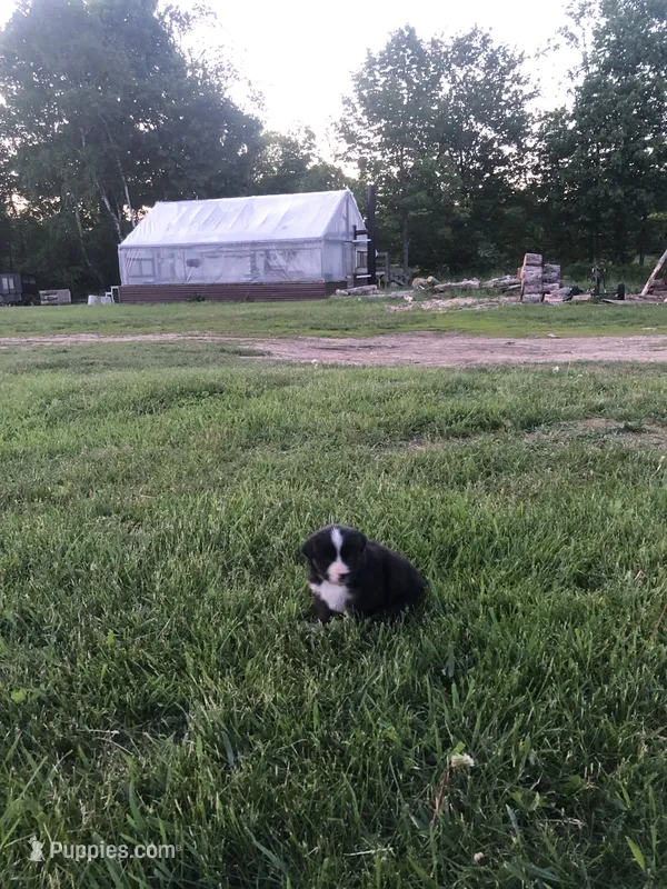 Charles – Miniature American Shepherd puppy for sale in Thorndike, ME