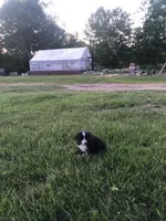 Charles, a male Miniature American Shepherd for sale in Thorndike, ME – 1 of 2