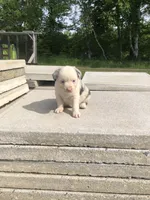 Tulip, a female Miniature American Shepherd for sale in Thorndike, ME – 3 of 6