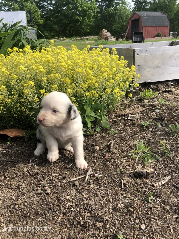 Tulip – Miniature American Shepherd puppy for sale in Thorndike, ME