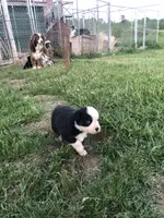 Manly, a male Miniature American Shepherd for sale in Thorndike, ME – 4 of 4