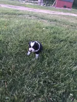 Fortunes, a male Miniature American Shepherd for sale in Thorndike, ME – 4 of 4