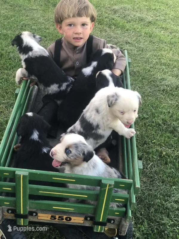 Dasher – Miniature American Shepherd puppy for sale in Thorndike, ME