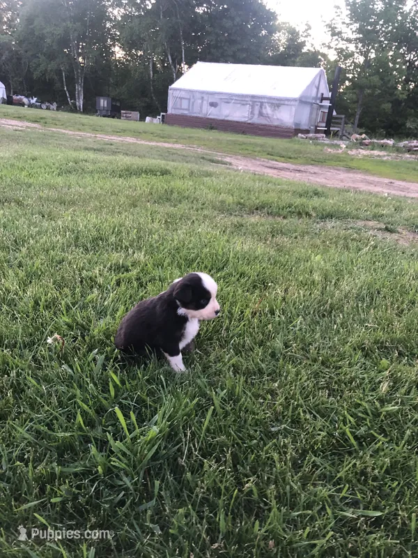 Manly – Miniature American Shepherd puppy for sale in Thorndike, ME