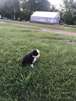 Manly, a male Miniature American Shepherd for sale in Thorndike, ME – 1 of 4
