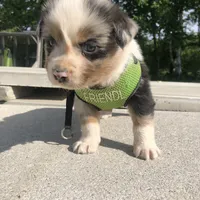 Ranger, a male Miniature American Shepherd for sale in Thorndike, ME – 3 of 4