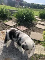 Dasher, a male Miniature American Shepherd for sale in Thorndike, ME – 4 of 4