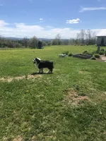Sherman , a male Miniature American Shepherd for sale in Thorndike, ME – 2 of 3