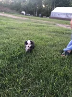 Manly, a male Miniature American Shepherd for sale in Thorndike, ME – 3 of 4