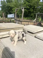 Tulip, a female Miniature American Shepherd for sale in Thorndike, ME – 2 of 6