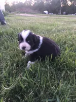 Fortunes, a male Miniature American Shepherd for sale in Thorndike, ME – 3 of 4