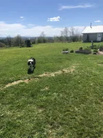 Sherman , a male Miniature American Shepherd for sale in Thorndike, ME – 3 of 3