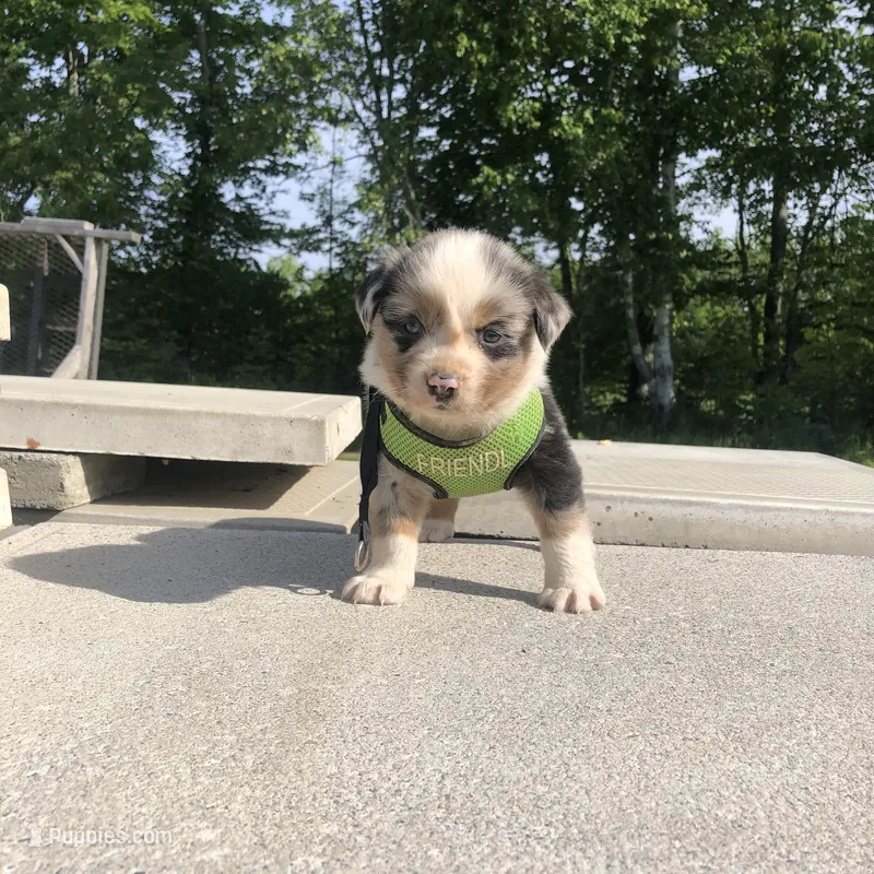 Ranger – Miniature American Shepherd puppy for sale in Thorndike, ME