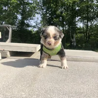 Ranger, a male Miniature American Shepherd for sale in Thorndike, ME – 1 of 4