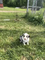 Dasher, a male Miniature American Shepherd for sale in Thorndike, ME – 3 of 4