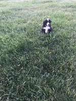 Charles, a male Miniature American Shepherd for sale in Thorndike, ME – 2 of 2