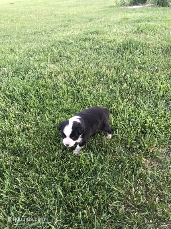 Tupac – Miniature American Shepherd puppy for sale in Thorndike, ME