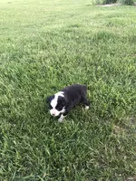 Tupac, a female Miniature American Shepherd for sale in Thorndike, ME – 1 of 3