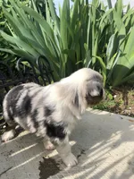 Dasher, a male Miniature American Shepherd for sale in Thorndike, ME – 2 of 4