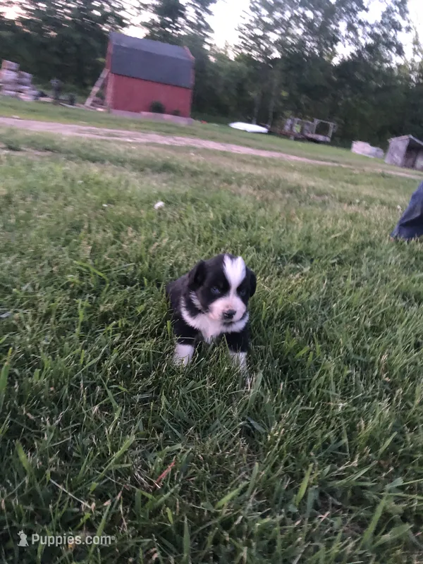 Fortunes – Miniature American Shepherd puppy for sale in Thorndike, ME