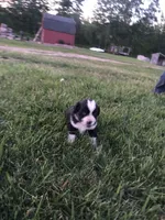 Fortunes, a male Miniature American Shepherd for sale in Thorndike, ME – 1 of 4