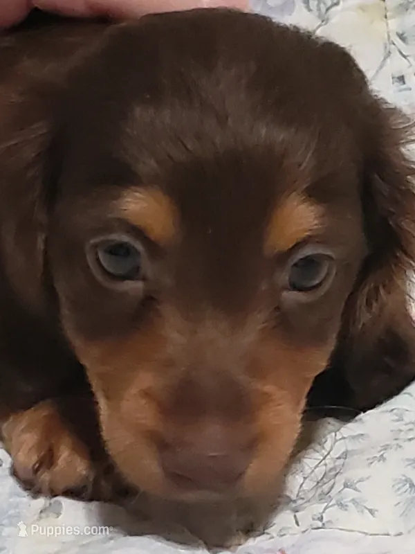 AKC BUDDY – Miniature Dachshund puppy for sale in Urbana, MO