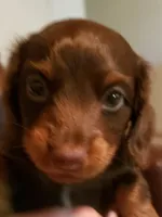 Uno, a male Miniature Dachshund for sale in Urbana, MO – 4 of 7