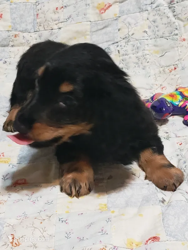 AKC Luke – Miniature Dachshund puppy for sale in Urbana, MO