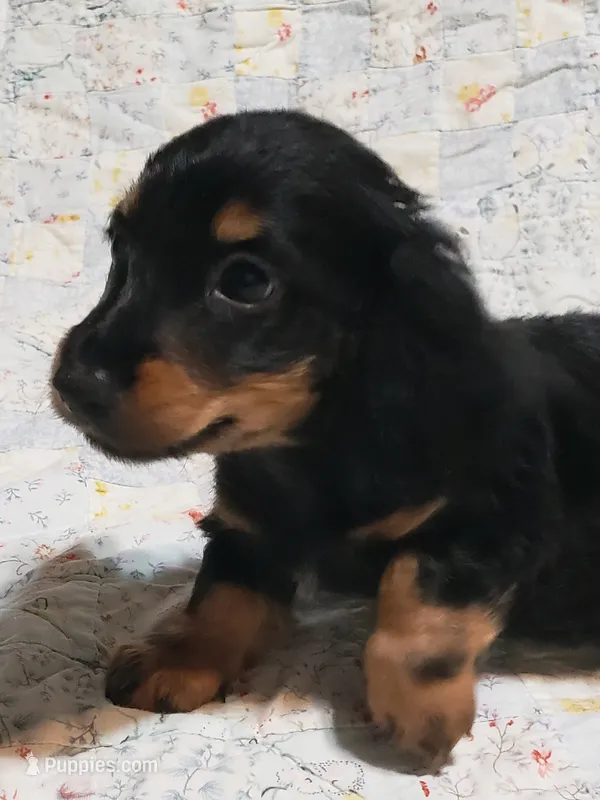 AKC Luke – Miniature Dachshund puppy for sale in Urbana, MO
