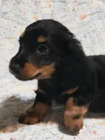AKC Luke, a male Miniature Dachshund for sale in Urbana, MO – 1 of 6