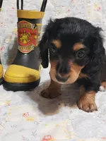 AKC Jax, a male Miniature Dachshund for sale in Urbana, MO – 6 of 7
