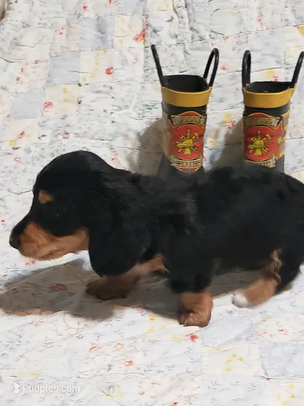 AKC Jax – Miniature Dachshund puppy for sale in Urbana, MO