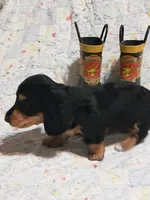 AKC Jax, a male Miniature Dachshund for sale in Urbana, MO – 2 of 7
