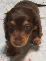 AKC BUDDY, a male Miniature Dachshund for sale in Urbana, MO – 3 of 5