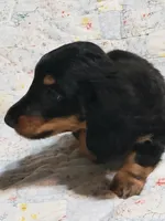 AKC Luke, a male Miniature Dachshund for sale in Urbana, MO – 6 of 6