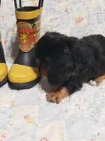 AKC Jax, a male Miniature Dachshund for sale in Urbana, MO – 5 of 7